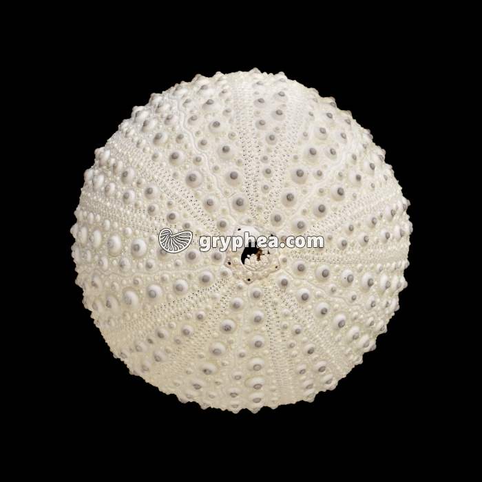 Test d'oursin avec plaque madréporique - gryphea.com